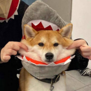 想和海一起看你