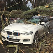 BMW Tree Series