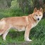 Devious Dingo