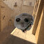 TROFOX