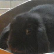 Bunny - steam id 76561198285772071