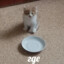 Nekotaki