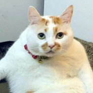 左转的凝视最男崩了