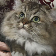 我吃五个大肉包