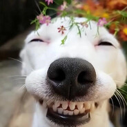 ็