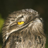 ProfessorPotoo avatar