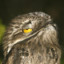 ProfessorPotoo