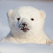 polarbear