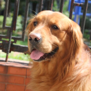 比奇堡土匪头子海绵宝