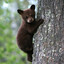 BearMinimum