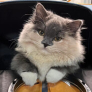 台州悍匪陈小威