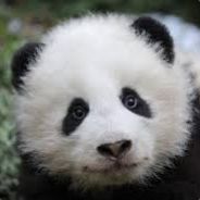 Панда