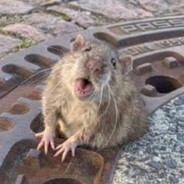 Like a Rat! - steam id 76561197961080032