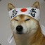 Doge Sensei