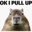 Capybara