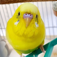 フィディオ・アルデナ