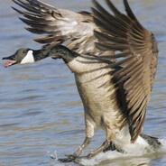 NuttySnag