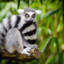 Lemur