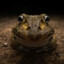 Froggysimo