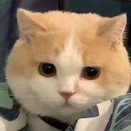 爱情公寓突破手牛图图