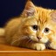 Котик