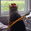 House of Spider's Cat