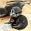 Baby Loutre