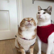 Your local metalhead