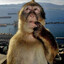 Baboon