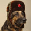 Commrade Dog