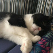 鱼香肉丝不加肉