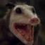 FlakkaPossum