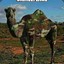 camel