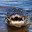 SWAMP PUP