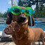 cool az hel wiener dog