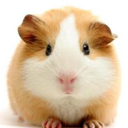 忧郁豚鼠在期末