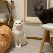 Super mango ice-cream