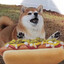 Avatar of HotDoge
