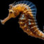 c4_the_seahorse77