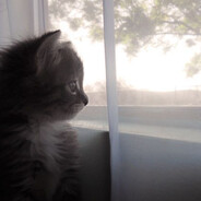 meow meow - steam id 76561199349870005