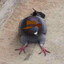 PigeonSandwich