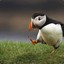 The puffin