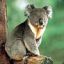 intox. Drunken Koala