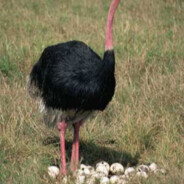 пердеж какашечка