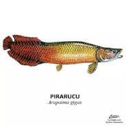 PIRARUCU