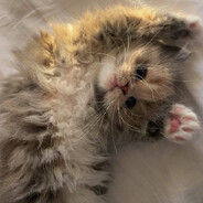 Дачник - steam id 76561198891399326