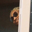 lupo peek