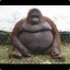 Orangutangu
