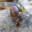 snail