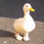 A Duck With Socks